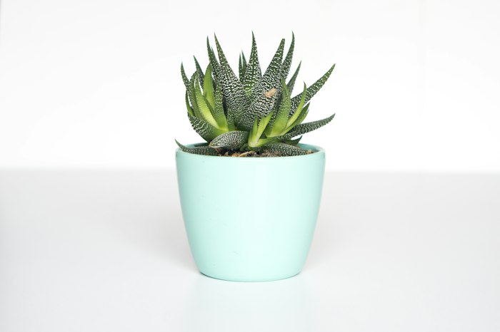Small Plant Pot — illustrative sample photograph